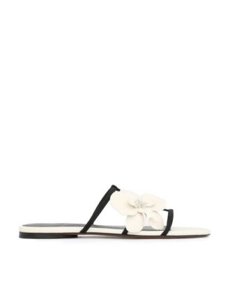 Sandalo Orchid in Macadamia online